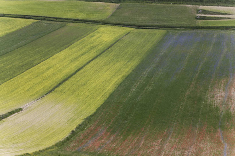 无人,横图,俯视,室外,白天,农业,农作物,美景,扁豆,意大利,景观,田地,绿色,自然,景色,摄影,生长,宁静,自然风光,翁布里亚大区,式样,彩图,高角度拍摄,全画面,全框架,全帧,全画幅
