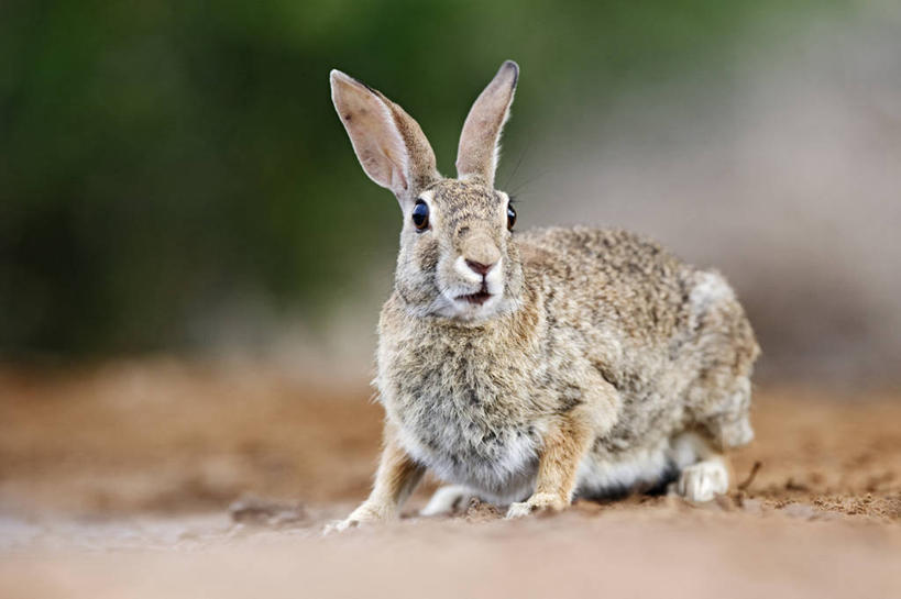 无人,横图,室外,特写,白天,哺乳动物,野生动物,兔子,田地,自然,动物,摄影,兔,家兔,机敏,沙漠棉尾兔,彩图,动物学,好奇心