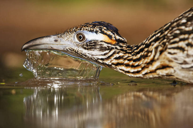 无人,横图,室外,特写,白天,野生动物,羽毛,喝,干燥,反射,鸟类,自然,动物,摄影,走鹃,生存,喙,口渴,颈,彩图,动物学