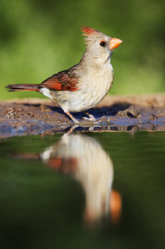 无人,竖图,室外,白天,侧面,水,野生动物,羽毛,反射,鸟类,池塘,自然,动物,摄影,喙,热带鸟,彩图,对焦,动物学,红衣主教
