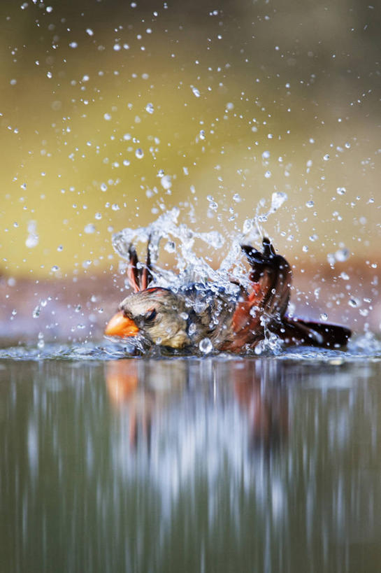 无人,竖图,室外,白天,野生动物,羽毛,湿,溅,反射,鸟类,池塘,水滴,自然,动物,摄影,拍打,卫生,喙,热带鸟,洗涤,彩图,动物行为,动物学,红衣主教