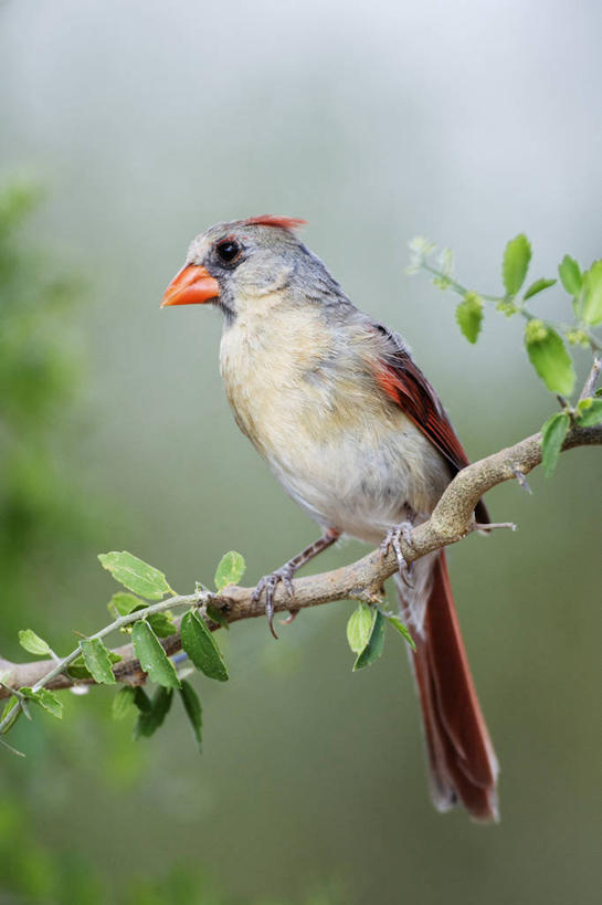 无人,竖图,室外,白天,侧面,野生动物,叶子,羽毛,鸟类,枝,树,自然,动物,摄影,栖息,喙,热带鸟,彩图,动物学,红衣主教