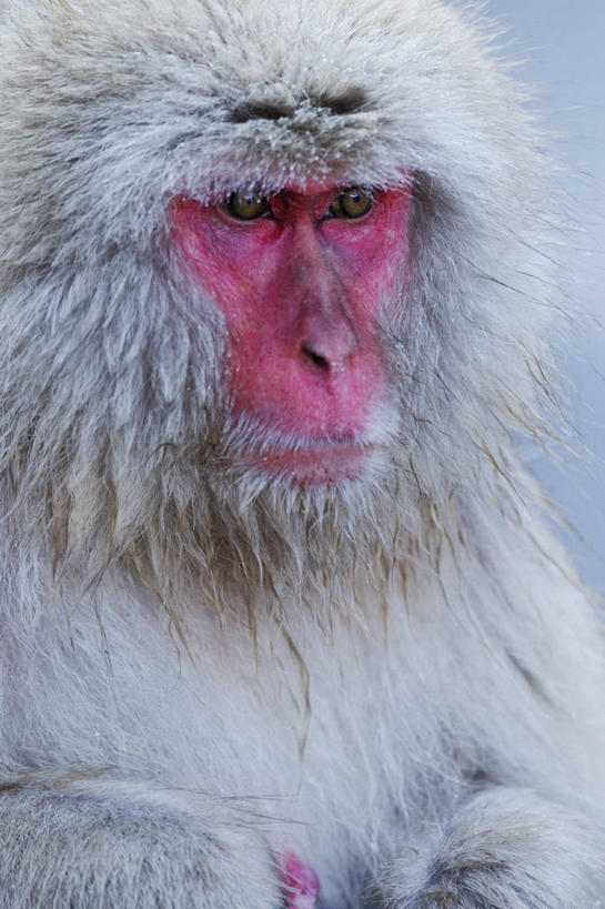 无人,竖图,室外,特写,白天,正面,哺乳动物,野生动物,猴子,粉色,自然,动物,摄影,猕猴,灵长目,日本猕猴,彩图,动物学