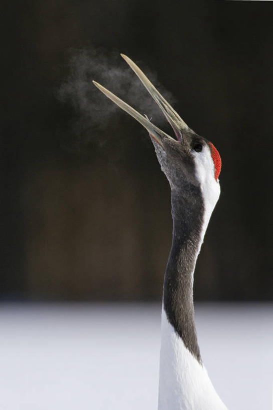 无人,竖图,室外,特写,白天,丹顶鹤,野生动物,鹤,鸟类,自然,动物,张嘴,摄影,噪声,张大嘴巴,喙,濒危物种,颈,张开嘴,彩图,动物行为,动物学