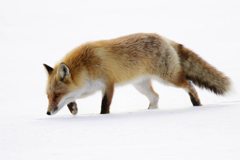 无人,横图,室外,白天,侧面,旅游,度假,美景,森林,雪,哺乳动物,狐狸,野生动物,地形,景观,冬天,褐色,娱乐,白色,自然,动物,享受,休闲,景色,放松,摄影,自然风光,野狗,觅食,红狐,步行,彩图,动物学