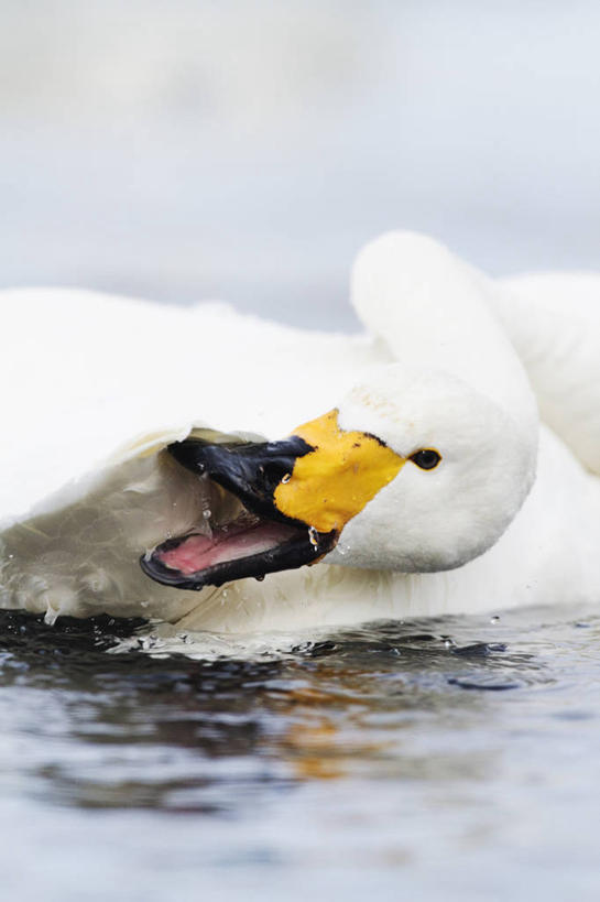 游泳,无人,竖图,室外,特写,白天,湖,水,野生动物,天鹅,羽毛,反射,鸟类,白色,自然,张嘴,摄影,水禽,张大嘴巴,喙,大天鹅,颈,张开嘴,清洗,彩图,对焦,动物行为,动物学