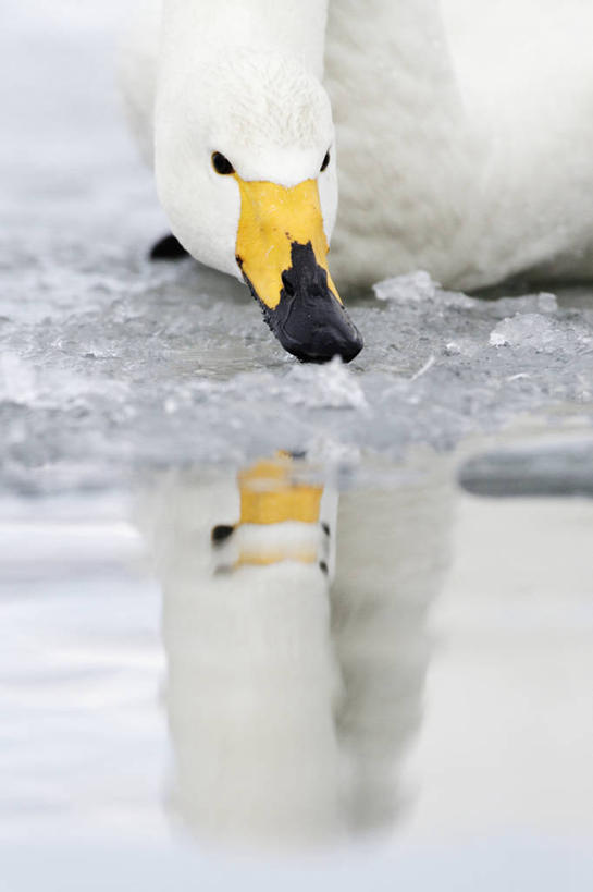 游泳,无人,竖图,室外,特写,白天,湖,水,野生动物,天鹅,羽毛,漂浮,反射,鸟类,冰,冬天,白色,自然,寒冷,摄影,水禽,觅食,喙,大天鹅,颈,彩图,对焦,动物行为,动物学