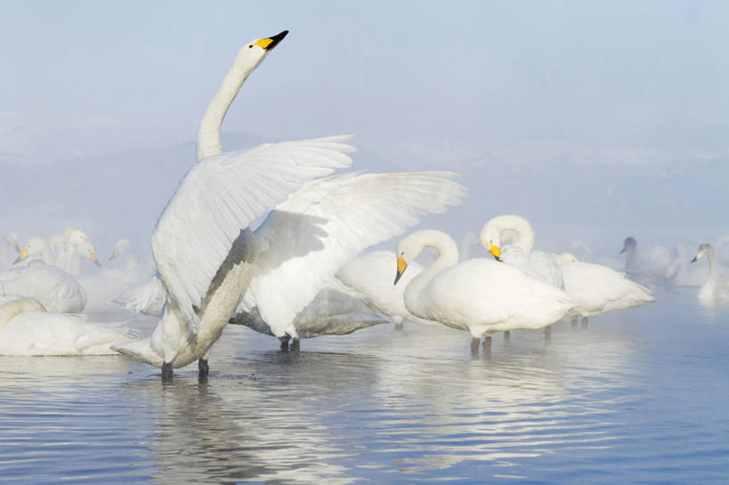游泳,无人,横图,室外,白天,旅游,度假,湖,美景,水,温泉,雾,野生动物,天鹅,羽毛,一群,许多,涉水,波纹,漂浮,反射,鸟类,景观,天气,很多,娱乐,白色,风景,自然,享受,休闲,景色,放松,摄影,宁静,水禽,拍打,自然风光,自然现象,喙,大天鹅,彩图,动物行为,动物学