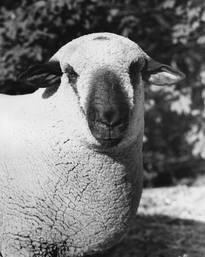 无人,竖图,黑白,室外,特写,白天,哺乳动物,野生动物,阴影,树,动物,家畜,摄影,牲畜,主题,汉普郡,绵羊,对焦