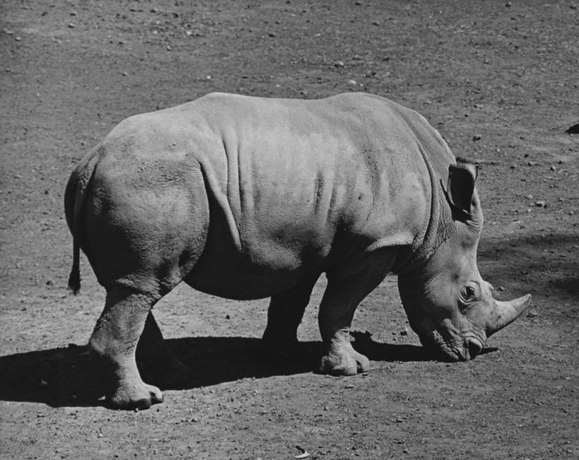 臀部,无人,吃,横图,黑白,室外,白天,野生动物,阴影,注视,草,背面,动物,观察,看,力量,摄影,巨大,庞大,观看,察看,关注,宏大,硕大,伟大,犀牛,动物行为