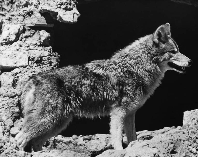 无人,横图,黑白,室外,白天,哺乳动物,狼,野生动物,动物,摄影,洞穴,观看,野狗,丛林狼,岩石