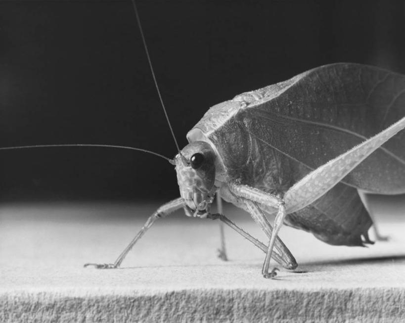 无人,横图,黑白,室内,特写,野生动物,昆虫,无脊椎动物,动物,摄影,主题,纺织娘