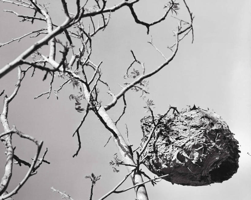 无人,横图,室外,特写,白天,仰视,风险,树,天空,动物,角度,摄影,主题,黄蜂,危险,彩图,低角度拍摄