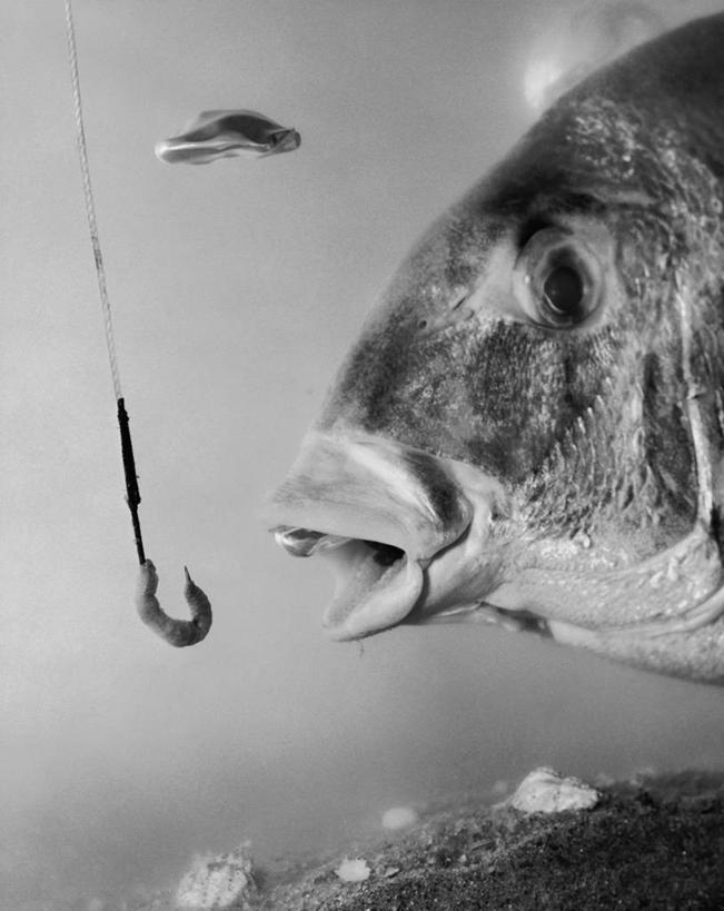 游泳,无人,竖图,黑白,室外,风险,水下,海洋,水,野生动物,咬,动物,伸手,摄影,生活方式,鱼钩,接,蠕虫,危险,钓鱼