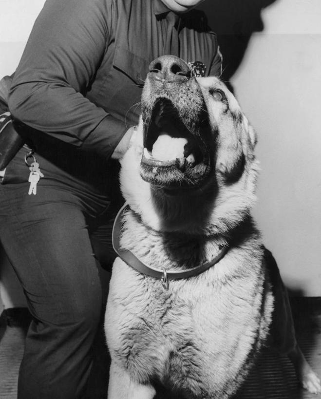 一个人,竖图,黑白,室内,白色背景,哺乳动物,狗,野生动物,朦胧,模糊,白色,动物,家畜,摄影,保护,年龄,德国牧羊犬,主题,警官,进攻,警犬,全画面,全框架,全帧,全画幅