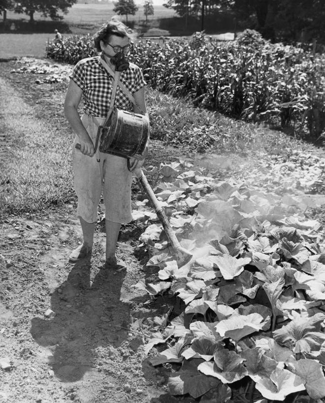 西方人,成年人,一个人,推,竖图,黑白,室外,白天,农业,农作物,机器,植物,黄瓜,蔬菜,欧洲,欧洲人,仅一个年轻女性,仅一个女性,仅一个人,喷,种植,准备,阴影,园艺,休闲裤,休闲装,设备,饮食,物品,草,树,机械,摄影,肮脏,打扫,活动,保护,污染,灰尘,关爱,面罩,防护镜,喷雾器,踏板,杀虫剂,邋遢,龌龊,污秽,年轻女性,女人,女性,白种人,年轻人,休闲活动