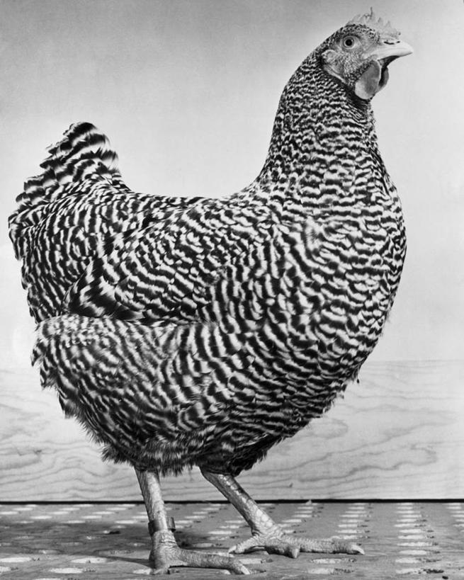 无人,竖图,黑白,室内,农业,地板,鸟类,摄影,牲畜