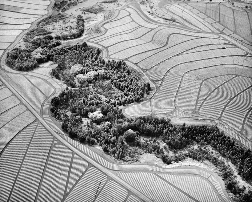 无人,横图,俯视,航拍,黑白,室外,白天,农业,美景,菠萝,景观,田地,饮食,树,自然,景色,摄影,鸟瞰,自然风光,高角度拍摄