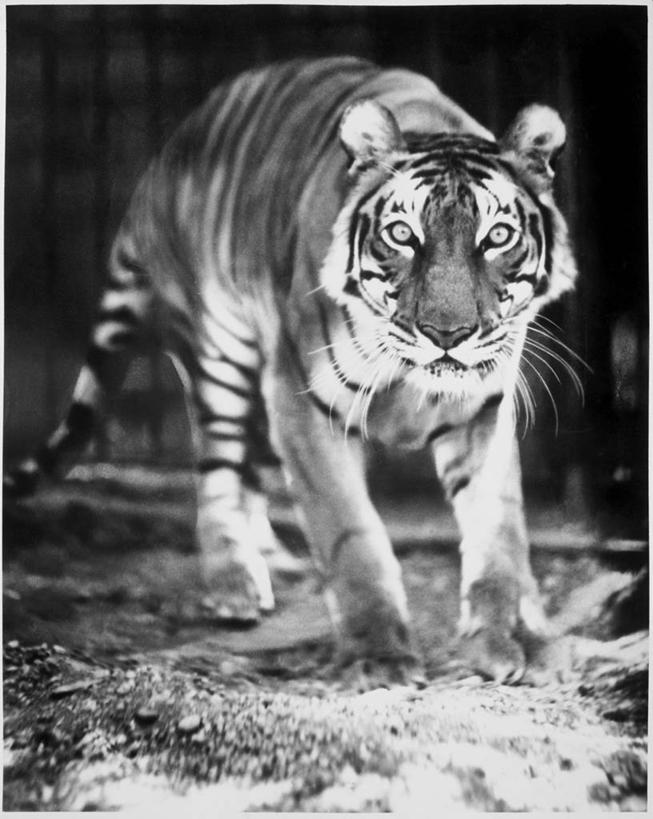 无人,竖图,黑白,高对比度,室外,白天,哺乳动物,虎,野生动物,生气,捕食,笼子,动物,力量,愤怒,摄影,恼怒,专心,愤慨,怒气,气愤,发怒,怒火,走神,野猫,猫科动物,情绪,反差,脾气,忿怒,怨恨,强烈,气忿,愤恨,肝火,激动,危险,步行,动物行为