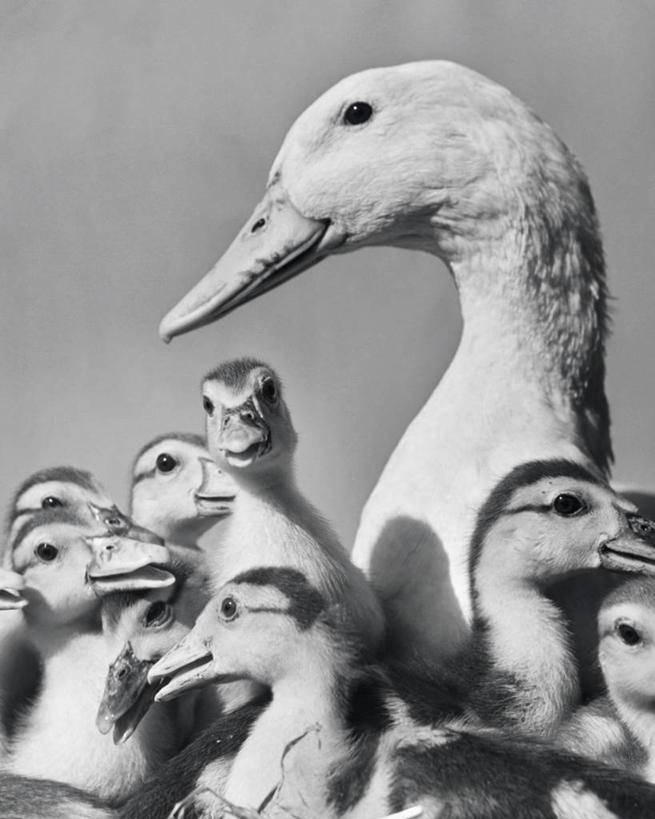 无人,人群,竖图,室内,鹅,野生动物,动物,摄影,保护,水禽,关爱,彩图,动物行为