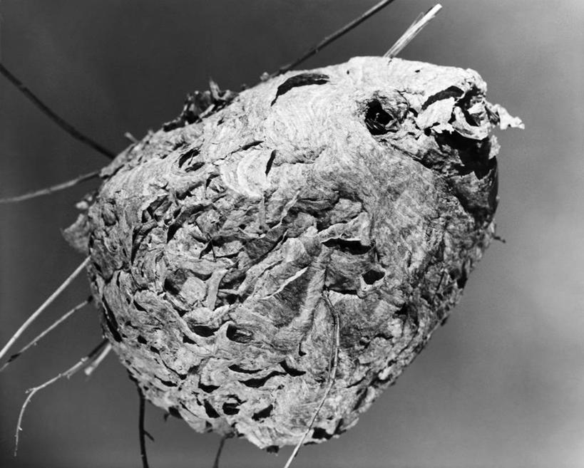 无人,横图,黑白,室外,特写,白天,昆虫,天空,摄影,黄蜂,马蜂,嫩枝,危险,马蜂窝