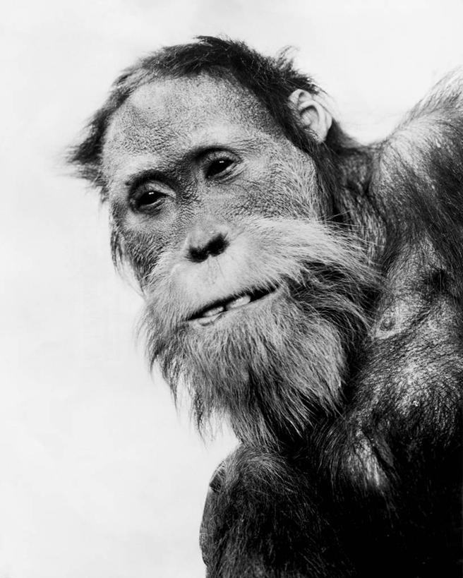 脸,头,脸颊,肩,无人,竖图,黑白,室内,白色背景,哺乳动物,野生动物,肩膀,白色,动物,摄影,肖像,灵长目,苏门答腊猩猩,头部,脸部,脸蛋,面部