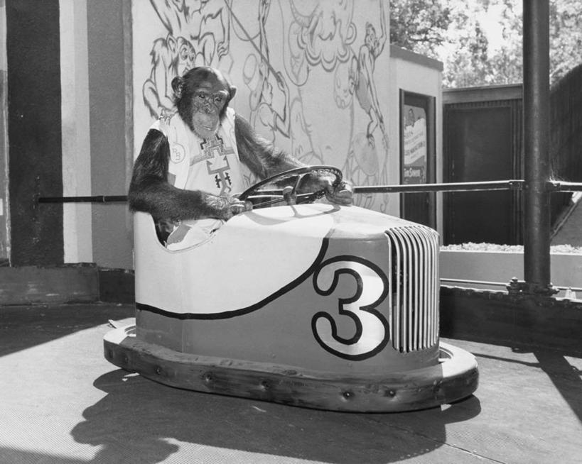 无人,游乐园,坐,横图,黑白,室外,白天,汽车,阴影,标志,数字,文字,字符,标识,动物,驾驶,摄影,阿拉伯数字,碰碰车,幽默,控制,国家公园,主题,驾车,灵长目,涂鸦,保险杠