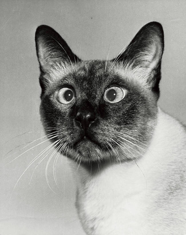 无人,竖图,室内,白色背景,仰视,哺乳动物,猫,野生动物,白色,动物,家畜,凝视,角度,摄影,观看,幽默,猫科动物,对眼,彩图,低角度拍摄