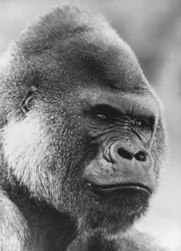 无人,竖图,室外,特写,白天,哺乳动物,野生动物,动物,摄影,大猩猩,主题,灵长目,彩图