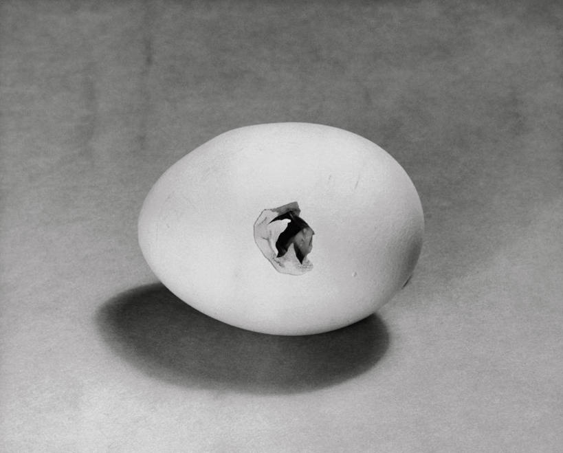 无人,横图,俯视,室内,农业,阴影,鸟类,高处,小鸟,破坏,动物,家畜,角度,摄影,生活方式,孵化,脆弱,显现,主题,挑战,卵,开端,彩图,高角度拍摄,小鸡,弱点