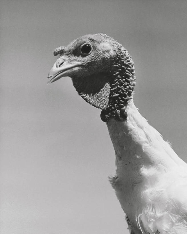 无人,竖图,室外,特写,白天,农业,鸟类,白色,天空,动物,家畜,摄影,牲畜,部分,主题,喙,丑陋,彩图