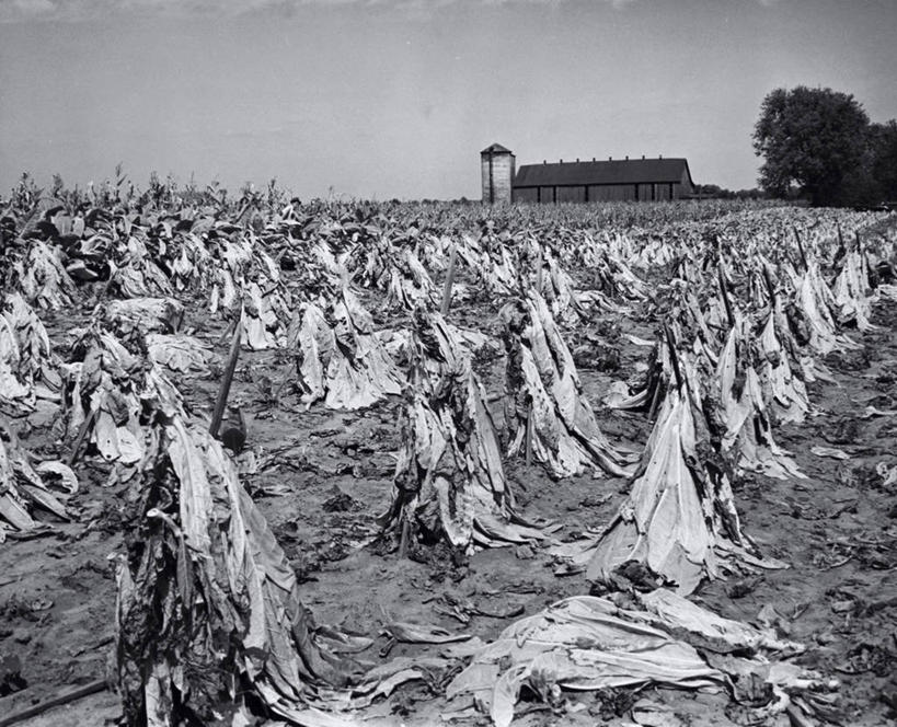 无人,农场,横图,室外,白天,农业,农作物,美景,植物,城市,建筑,叶子,美国,景观,田地,北,树,天空,自然,景色,摄影,生长,北美,北美洲,自然风光,美洲,北亚美利加洲,亚美利加洲,肯塔基,肯塔基州,青草之州,莱克星顿,雷克星敦,列克星敦,烟草,彩图,美利坚合众国,居住区,社会问题