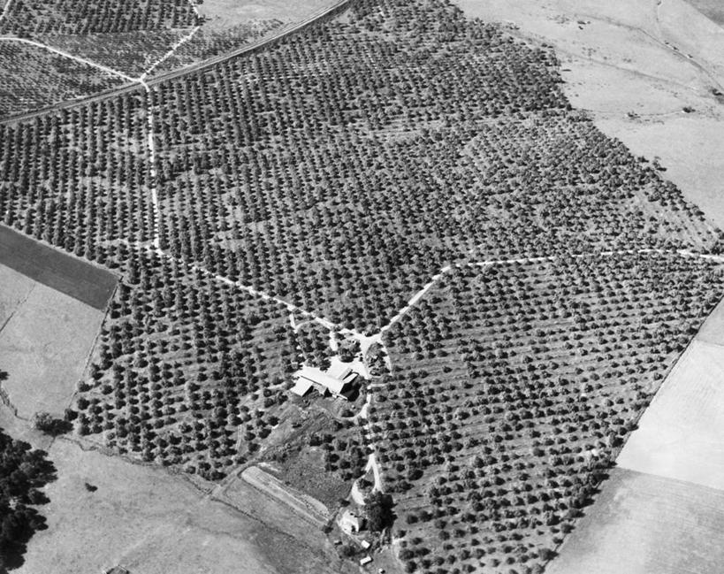 无人,横图,俯视,航拍,黑白,室外,白天,农业,美景,景观,田地,自然,景色,摄影,生长,鸟瞰,自然风光,苹果树,高角度拍摄