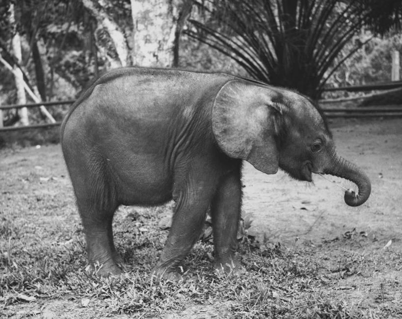 无人,动物园,横图,黑白,室外,白天,哺乳动物,野生动物,非洲,动物,摄影,展览,象,动物行为