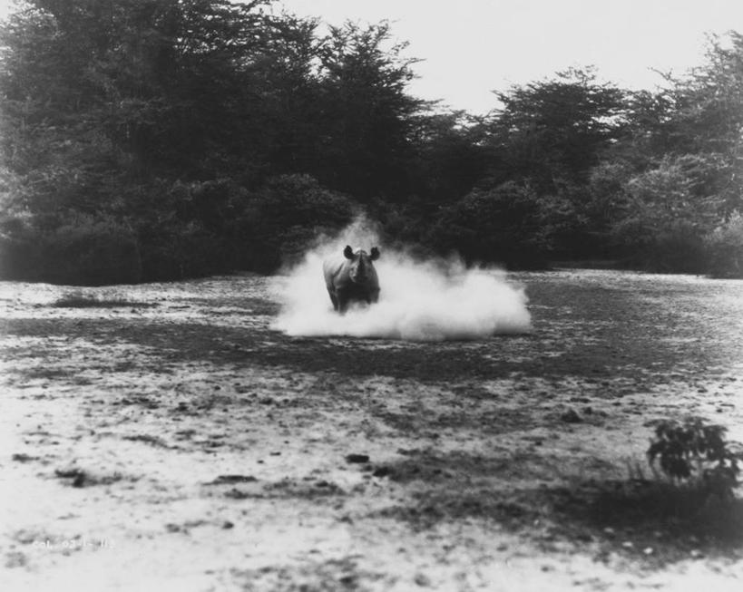 无人,跑,横图,黑白,室外,白天,野生动物,生气,动物,力量,愤怒,摄影,巨大,庞大,恼怒,迅速,灰尘,愤慨,怒气,气愤,发怒,怒火,情绪,防守,进攻,脾气,忿怒,怨恨,强烈,宏大,硕大,伟大,气忿,愤恨,肝火,激动,危险,犀牛,动物行为