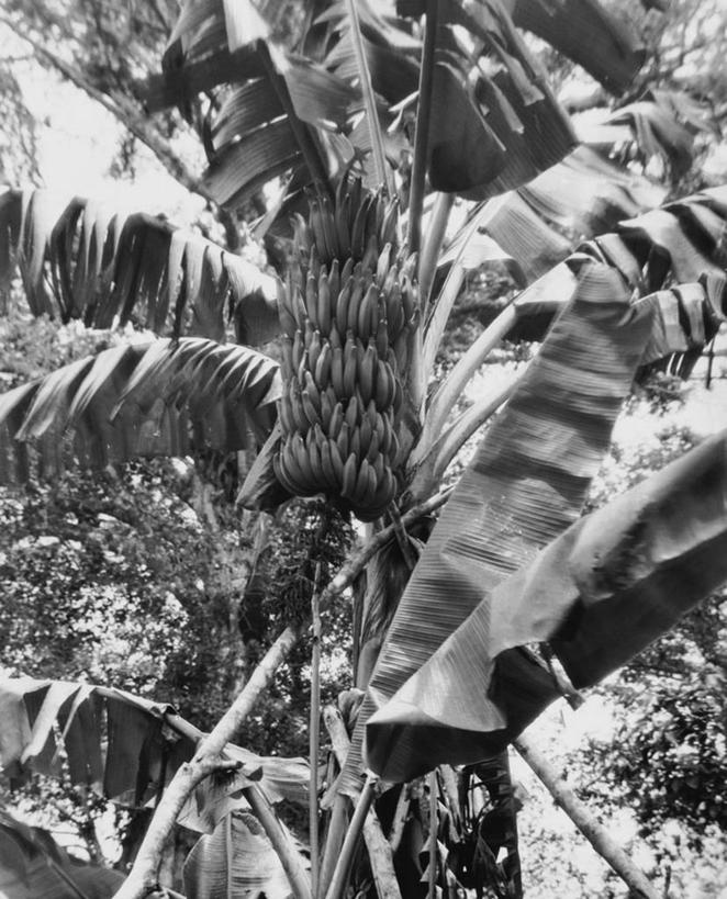 无人,竖图,黑白,室外,白天,仰视,农业,香蕉,水果,巴西,吊挂,悬挂,香蕉树,串,挂,饮食,树,南美,摄影,生长,香蕉叶,拉丁美洲,低角度拍摄