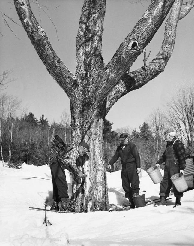 成年人,老年人,一个人,三个人,人群,农民,竖图,黑白,室外,白天,衬衫,农业,雪,枫树,美国,仅一个男性,仅一个人,弯腰,裤子,液体,冬天,古典,饮食,树,树干,天空,仅一个老年男性,鸭舌帽,摄影,收获,糖浆,北美,北美洲,运送,美洲,收集,新罕布什尔州,北亚美利加洲,亚美利加洲,新罕布什尔,新罕布夏州,花岗岩州,花冈岩之州,滑雪之州,新英格兰,布里斯托大学,纽英仑,树液,老年男性,男人,男性,美利坚合众国,传统文化
