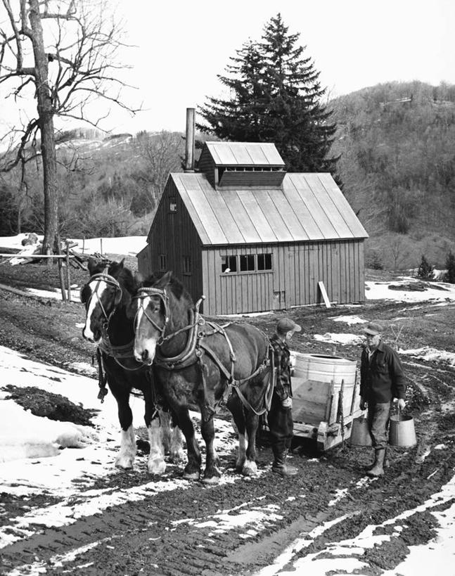 成年人,一个人,农民,农场,竖图,黑白,室外,白天,农业,雪,建筑,哺乳动物,马,野生动物,仅一个男性,朦胧,模糊,工作,房屋,田地,冬天,马车,树,工人,动物,两只,职业,家畜,季节,摄影,建造,运送,主题,农舍,树液,男人,员工,匠人,劳动者,体力工