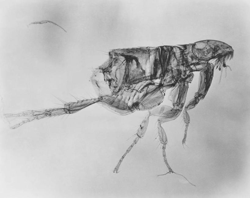 无人,横图,黑白,室内,特写,白色背景,野生动物,静物,昆虫,白色,动物,生病,摄影,肮脏,生活方式,放大,邋遢,害虫,龌龊,污秽,惊骇,跳蚤