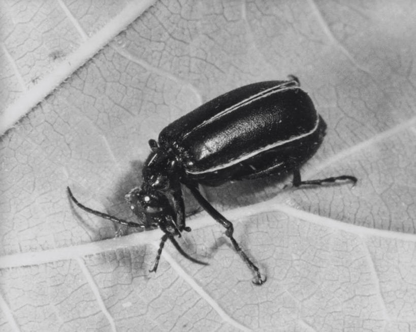 无人,横图,俯视,室外,白天,野生动物,叶子,昆虫,天牛,水泡,无脊椎动物,动物,角度,摄影,主题,甲虫,叶脉,彩图,高角度拍摄