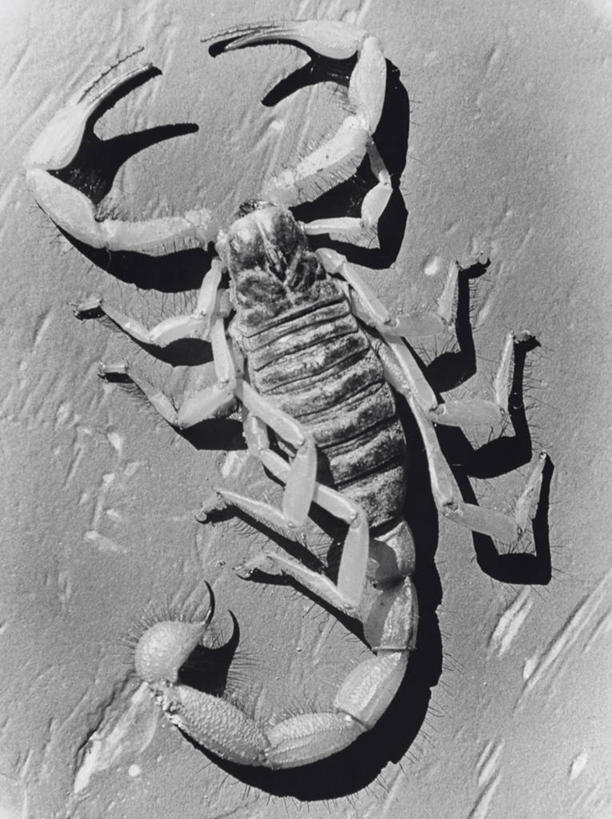 无人,竖图,俯视,室外,白天,野生动物,阴影,尾巴,昆虫,动物,生物,角度,摄影,主题,蝎子,危险,彩图,高角度拍摄