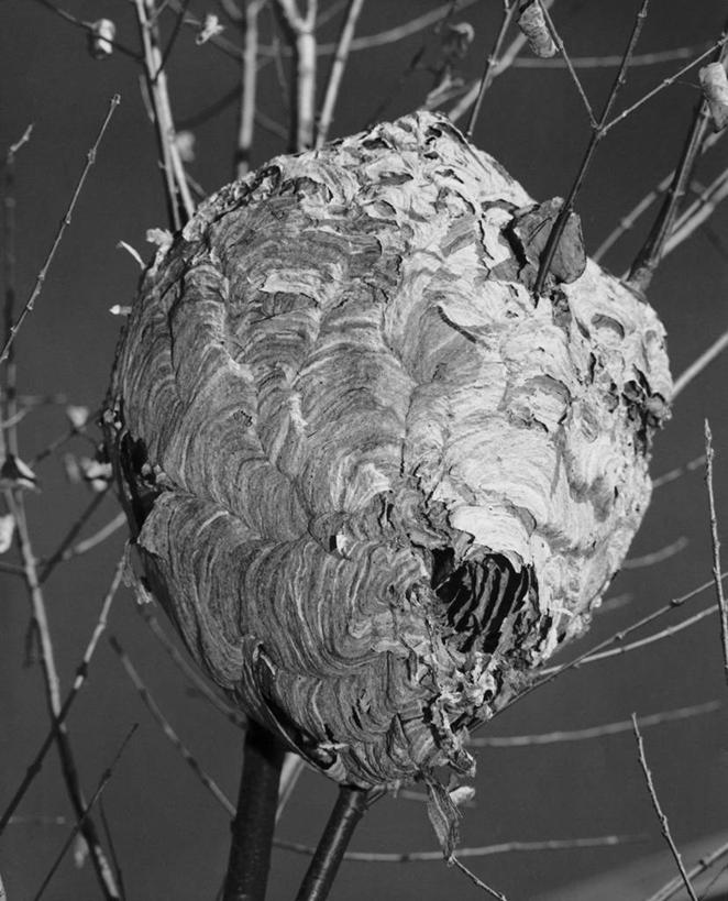 无人,竖图,黑白,室外,特写,白天,昆虫,枝,天空,摄影,黄蜂,马蜂,危险,马蜂窝