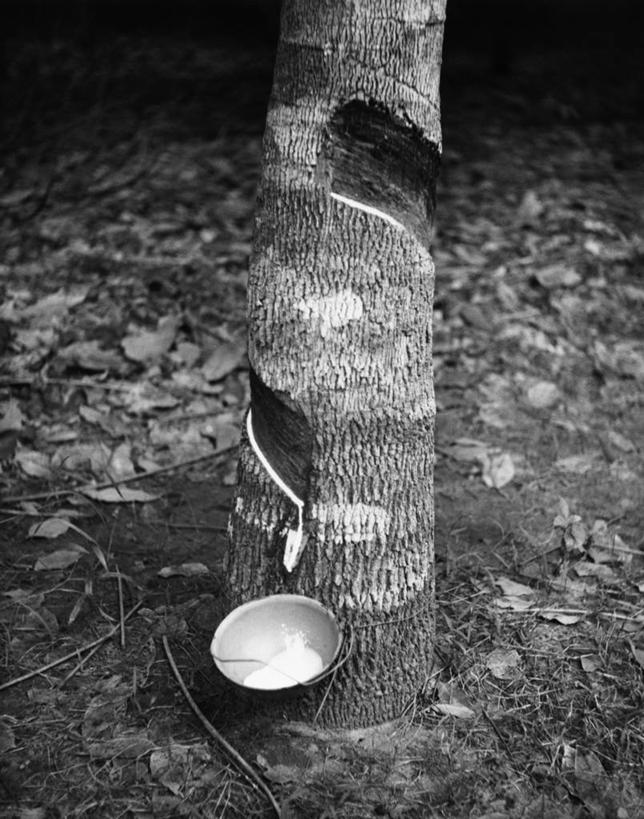 无人,竖图,黑白,室外,白天,农业,非洲,树干,碗,摄影,橡胶树,种植园,象牙海岸,树液