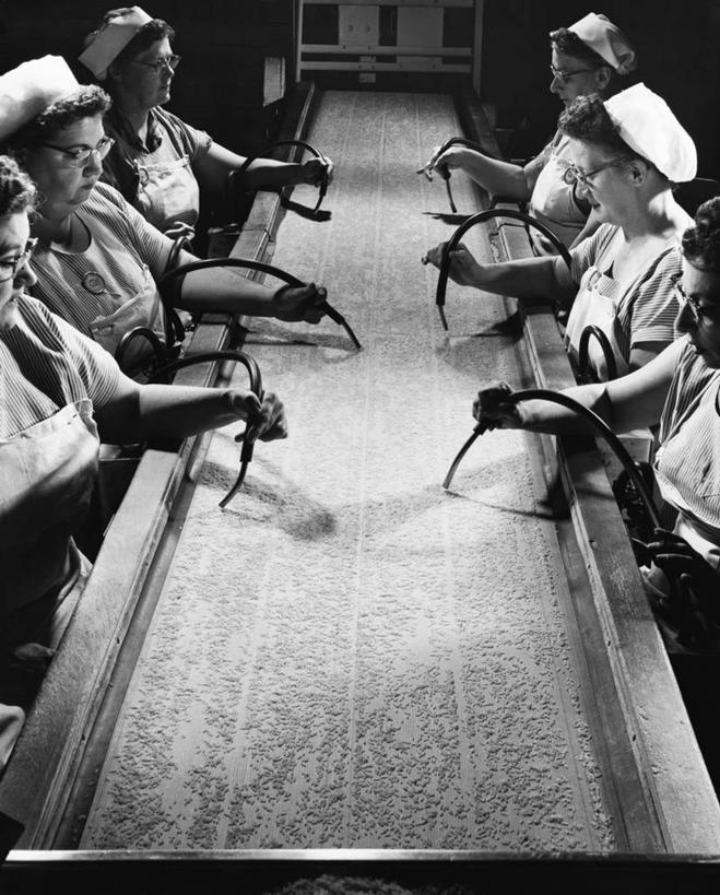 成年人,中年人,老年人,人群,工厂,竖图,黑白,室内,制服,团队,并排,工作,管子,围裙,眼镜,谷物,食品,米,管道,腰带,饮食,饮料,职业,鸭舌帽,工业,摄影,传送带,组织,专心,食品加工厂,真空管,老年女性,中年女性,半身,真空吸尘器