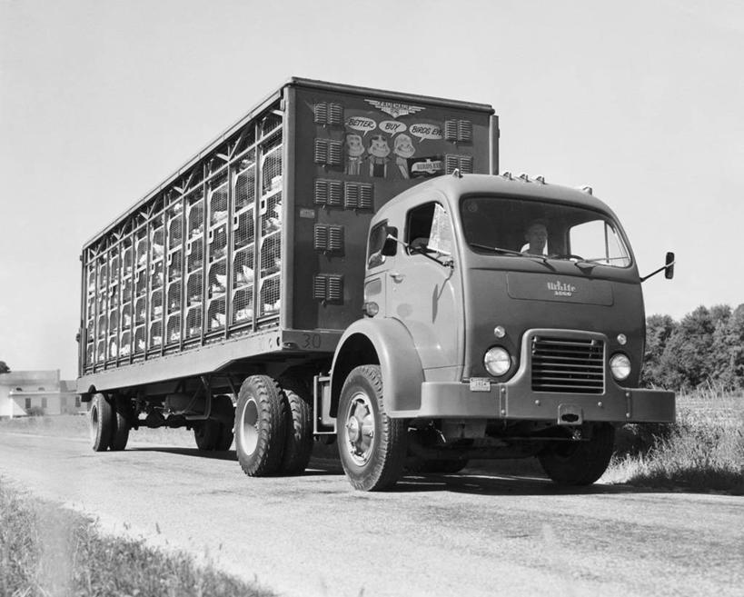 一个人,司机,横图,黑白,室外,白天,农业,路,汽车,鸡,朦胧,模糊,家禽,车,天空,交通工具,运输,摄影,牲畜,运送,载具,驾车,商用车