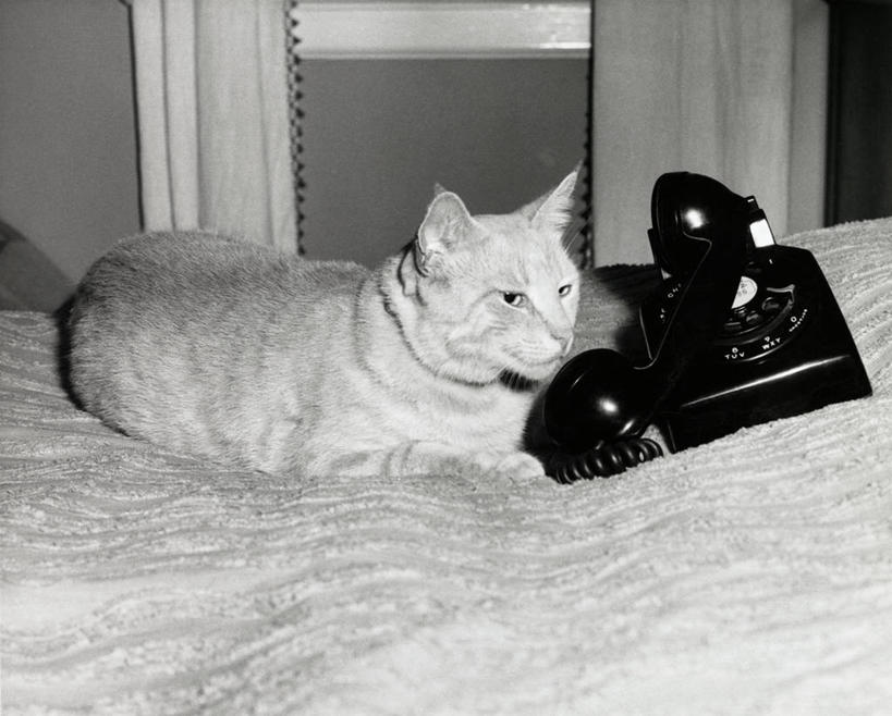 无人,打电话,横图,室内,通讯,猫,电话,通讯设备,动物,话筒,电话线,摄影,交流,老式电话,电话机,沟通,说话,通话,彩图,旋转号盘电话机