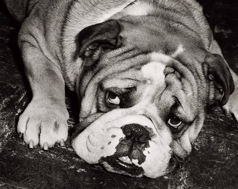 无人,横图,室内,寂寞,狗,动物,撅嘴,摄影,英格兰斗牛犬,悲哀,厌倦,彩图,纯种犬