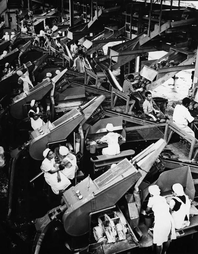 工厂,坐,竖图,俯视,黑白,室内,菠萝,美国,围裙,许多人,饮食,背面,一群人,职业,工业,摄影,制造,北美,食品加工厂,合伙,瓦胡岛,夏威夷群岛,太平洋岛屿,半身,高角度拍摄,官位,官职,职位