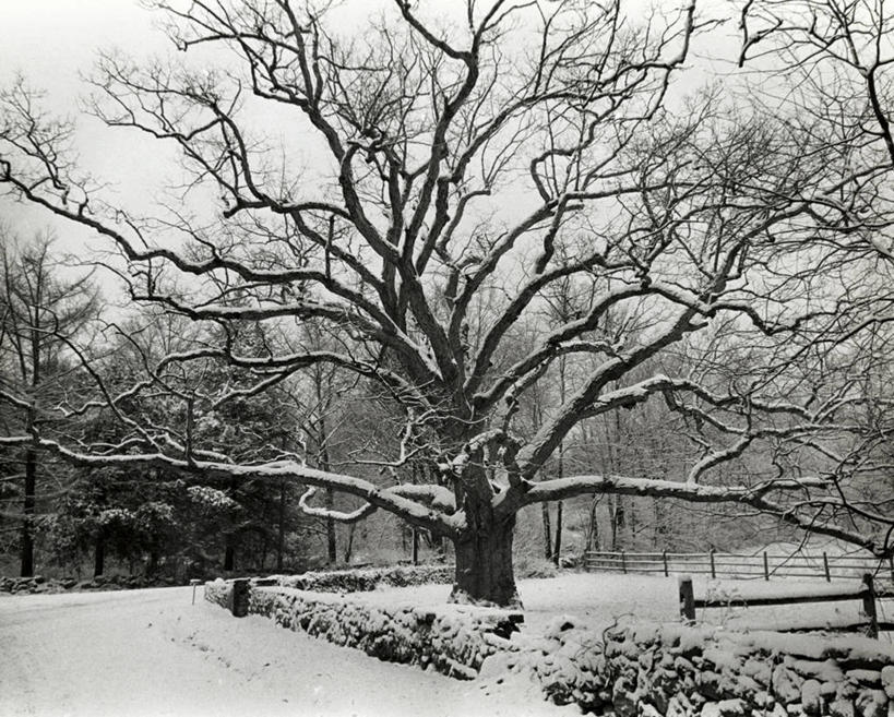 无人,横图,室外,白天,美景,雪,路,美国,地形,景观,篱笆,冬天,小路,北,树,风景,自然,景色,寒冷,季节,摄影,巨大,庞大,北美,自然风光,橡树,宏大,硕大,伟大,贝德福德,彩图,居住区