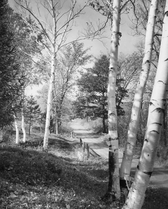 无人,竖图,黑白,室外,白天,旅游,度假,美景,树林,路,叶子,美国,阴影,景观,北,娱乐,树,天空,自然,享受,休闲,景色,放松,摄影,白桦,宁静,北美,自然风光,前锋,马萨诸塞,旅行